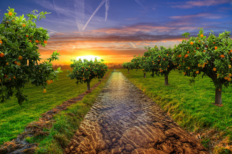 Crear un Jardín de Frutas Perfecto para una vida mas saludable